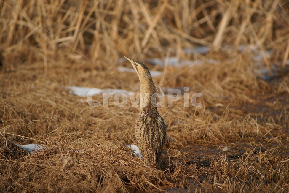 알락해오라기,조류,철새,새,하천,동물,animal,조류,새,birds