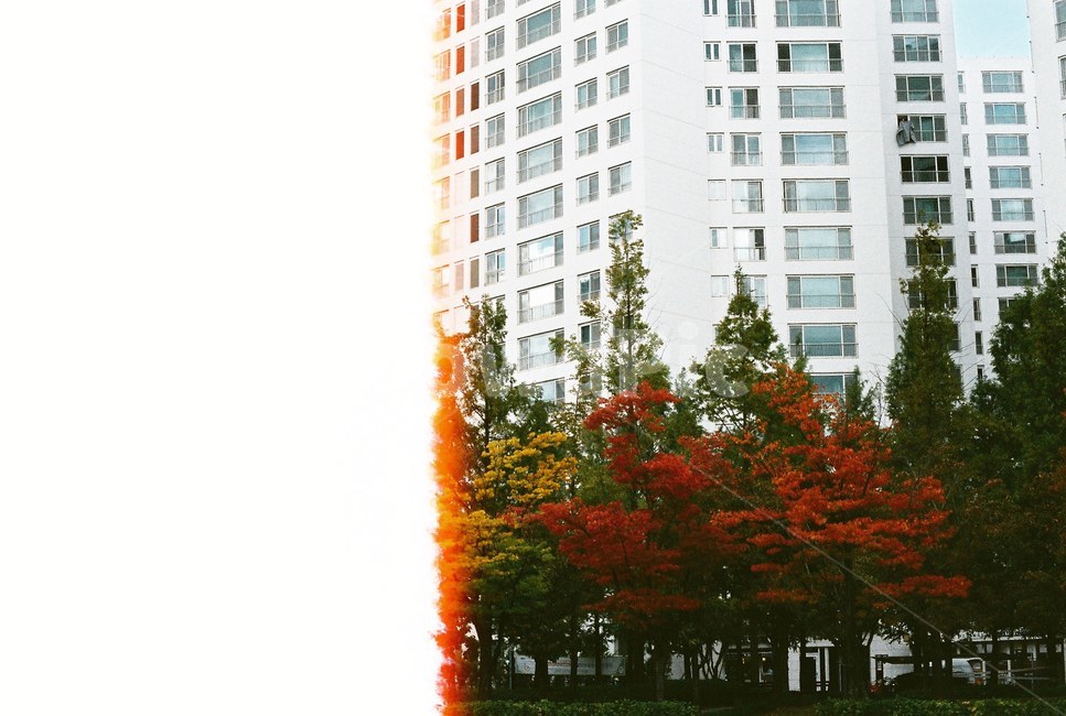필름,필름사진,아파트,단풍,가을,낙엽,나무,오피스텔,계절,도시,풍경,city,landscape,한국도시풍경,한국도시경관,korea cityscape,building,건물,town,urban,어반,high rise,고층 건물,시티,tree,plant,식물