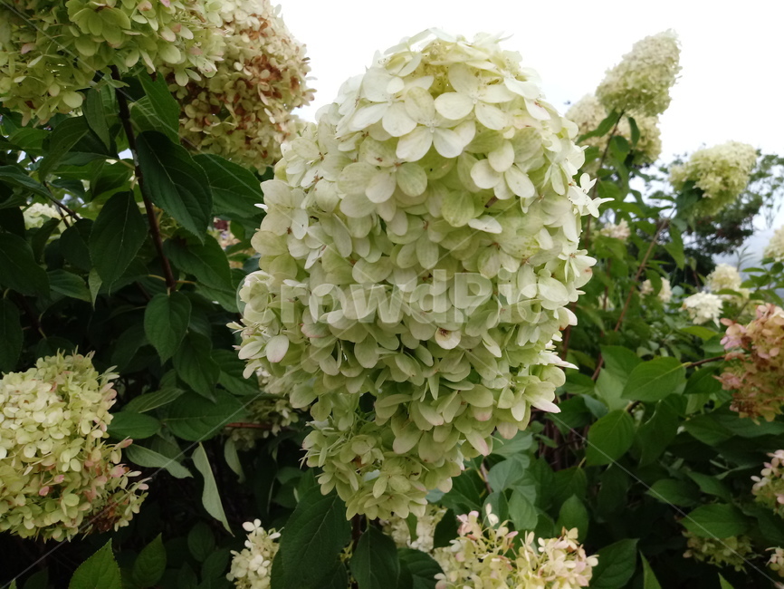 수국,자양화,꽃,flower,plant,식물,자연,plants,nature,꽃,flower