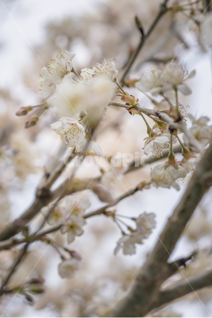 봄,꽃,매화,자연,풍경,봄꽃,봄,계절,spring,season,식물,자연,plants,nature,꽃,flower,plant,blossom