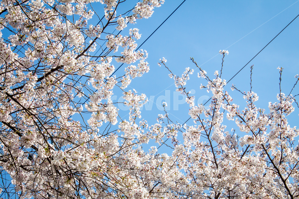 벚꽃,cherryblossom,봄꽃,꽃,flower,봄,spring,하늘,sky