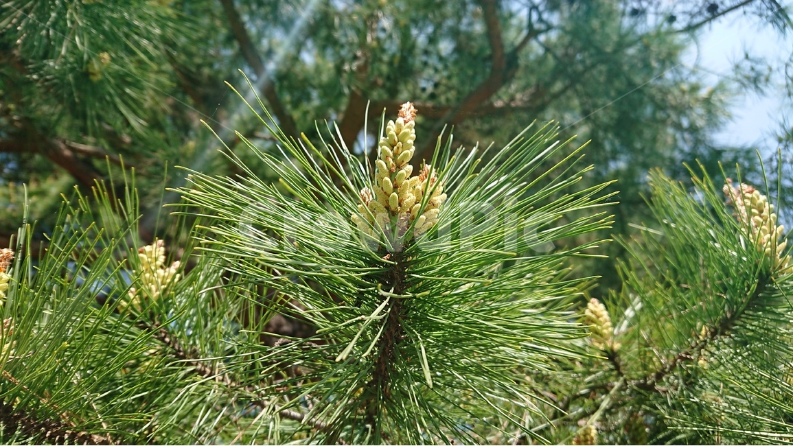 식물,나무,소나무,소나무꽃,녹색,그린,푸름,식물,자연,plants,nature