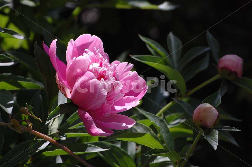작약,한송이,꽃,꽃송이,분홍,핑크,근접,식물,자연,plants,nature,꽃,flower