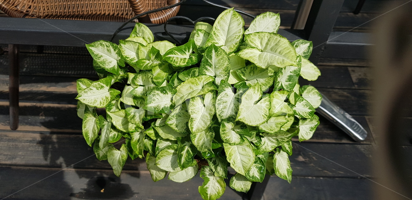 화분,연두,잎사귀,식물,인테리어,plant,나무