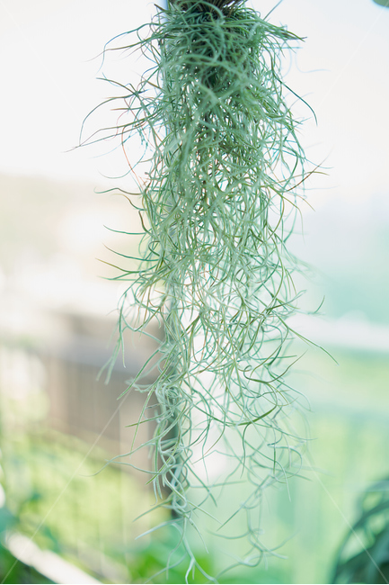 자연,녹색,수염,틸란드시아,green,행복,빛,tilandsia,sunny,식물,자연,plants,nature,실내용화초,화분,화초,house plant,인테리어,실내디자인,interior design