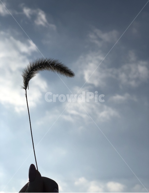 하늘,강아지풀,구름,sky,cloud,outdoors,nature,자연