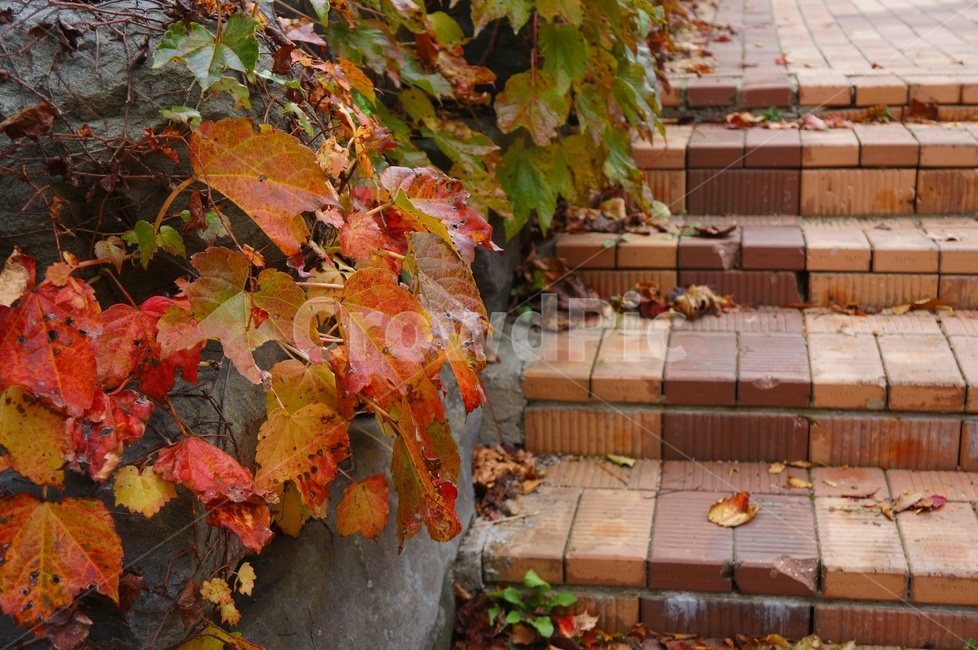 담쟁이,단풍,가을,덩굴식물,담쟁이넝쿨,만추,가을,계절,fall,autumn,season,plant,식물,leaf,잎