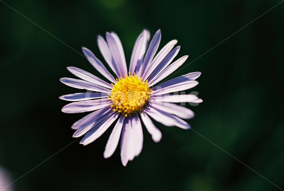 plant,식물,blossom,꽃,벌개미취,별개미취,asterkoraiensis