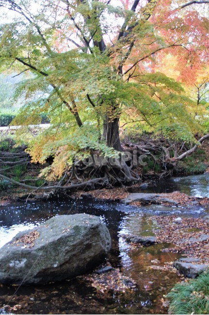 가을,단풍,나무,식물,자연,계곡물,그림자,자연풍경,감성,예쁨,아름다움,nature,autumn,trees,하늘,낙엽,가을,계절,fall,autumn,season,water,물,creek,작은 만,outdoors,옥외,stream,흐름,land,땅