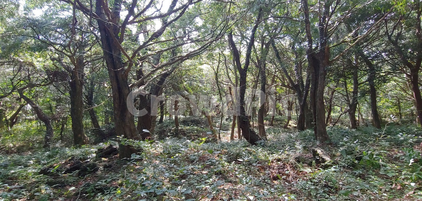 vegetation,초목,plant,식물,tree,outdoors,삼림지,woodland,나무,옥외,land,땅,forest,숲,nature,작은숲,grove,바닥,ground,자연,treetrunk,나무줄기,자연,풍경,nature,landscape,작은 숲,tree trunk,나무 줄기