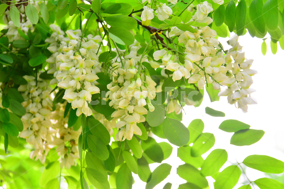 아카시아,꿀,향기,시즌,풍경,흰색,자연,식물,season,계절,5월,아름다운,flowers,귀화식물,콩과,나무꽃,향긋한,효소,식용,밀원식물,plant,fragrant,scent,aroma,식물,자연,plants,nature,꽃,flower
