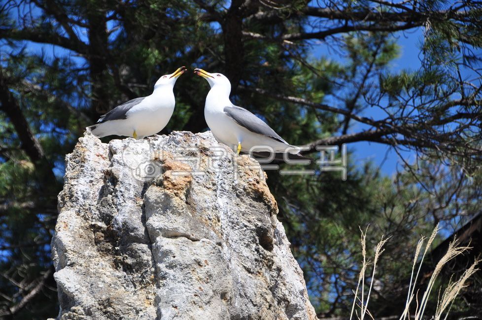 갈매기,다정함,새,바위,갈매기쌍