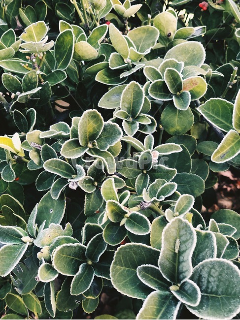 나무,tree,nature,자연,outdoors,옥외,plant,식물,초목,눈,snow,서리,frost,ice,겨울,winter,green,leaf,잎,cold,frozen
