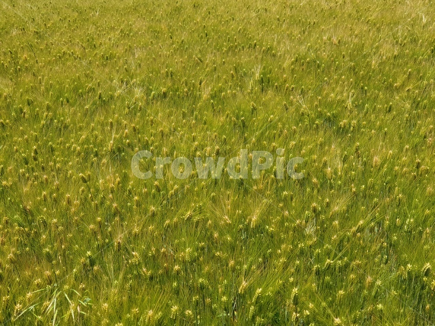 보리,곡식,봄,낮,초록