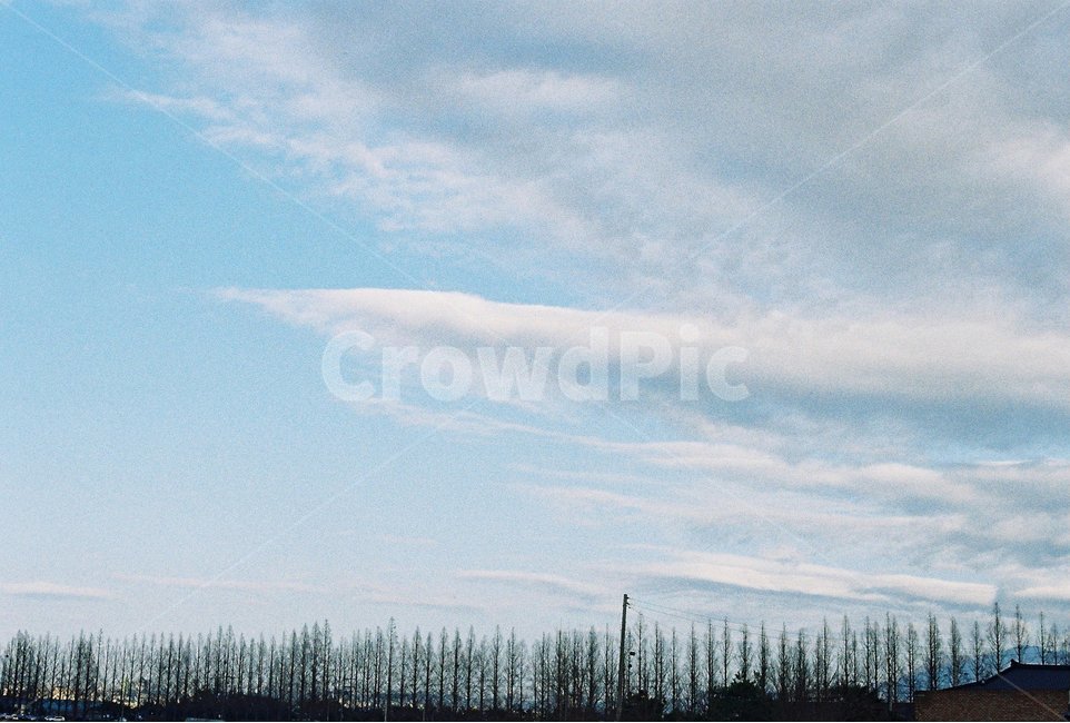 구름,cloud,하늘,전봇대,나무,자연,풍경,nature,landscape,tree,plant,식물,fir,전나무,outdoors,옥외
