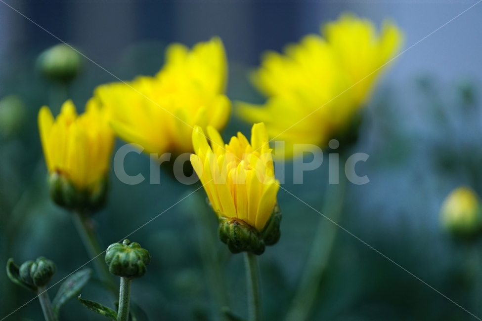 소국,국화,작은국화,꽃,꽃사진,플라워,flower,flowers,식물,자연,nature,노란,노랑,노란색,노랑색,노란꽃,노랑꽃,여름,여름꽃,감성,감성사진,힐링,힐링사진,예쁜,예쁘다,아름다운,아름답다,접사,macro,꽃봉오리,분위기,느낌,feel,feeling,화려한,화려하다,화사한,화사하다,밝은,밝다,Chrysanthemum,flowerbuds,bud,한국의자연,식물,자연,plants,nature,꽃,flower,감성,sensible,feeling