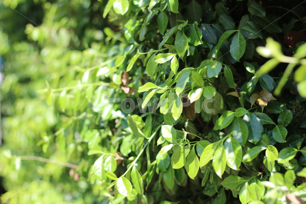 여름,초록,풀,나무,나뭇잎,식물,자연,plants,nature