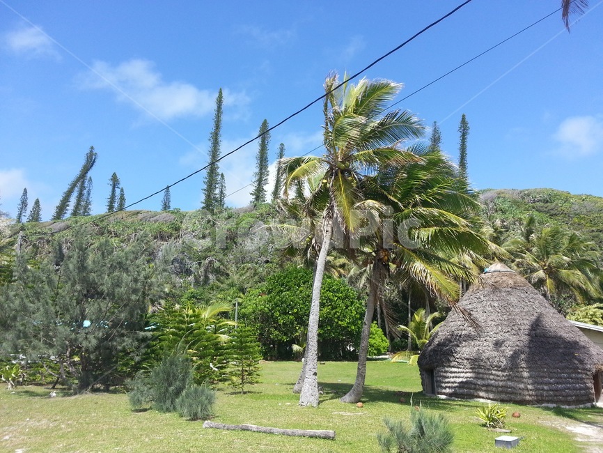 뉴칼레도니아,휴양지,자연,풍경,전망,열대,nature,summer,여름,야자수,green,tree,palm,outdoors,여름휴가,vacation
