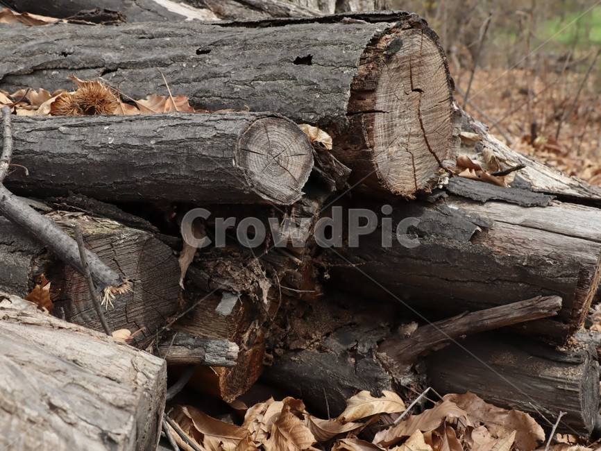 나무토막,가지치기,장작,나이태,썩은나무,나무,trees,wood
