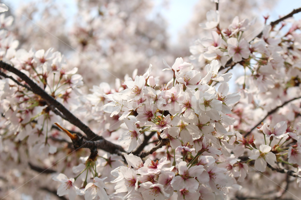 벚꽃,봄,자연,감성,꽃,spring,flower,nature,cherryblossom