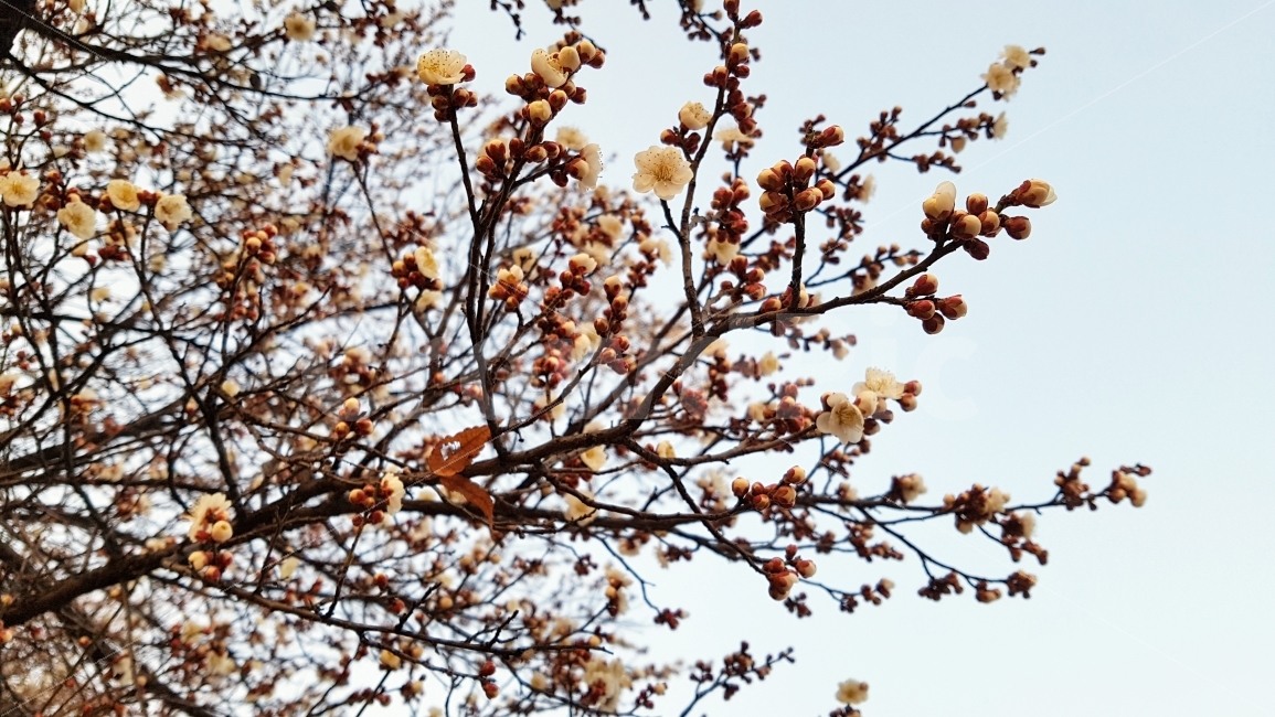 봄,벚꽃,체리블라섬,사쿠라,꽃,플라워,흰색,초봄,겨울,계절,시즌,연인,벚꽃놀이,나들이,이벤트,즐거운,새로운,식물,자연,plants,nature,봄,계절,spring,season,꽃,flower,plant