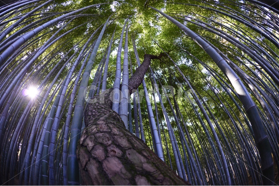 고창,고창읍성,맹종죽,소나무,이무기,공존,plant,식물,tree,나무
