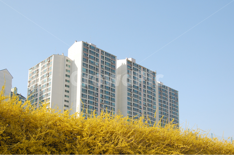 아파트,봄,봄풍경,개나리,개나리꽃,꽃,봄꽃,주택,주거,부동산,건물,건축,건축물,봄,계절,spring,season,도시,풍경,city,landscape,한국도시풍경,한국도시경관,korea cityscape,building,시티,town,high rise,고층 건물,urban,어반,apartment building,condo,콘도,housing