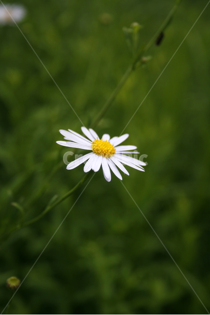쑥부쟁이,식물,flower,plants,nature,꽃봉오리,꽃,식물,자연,plants,nature,꽃,flower
