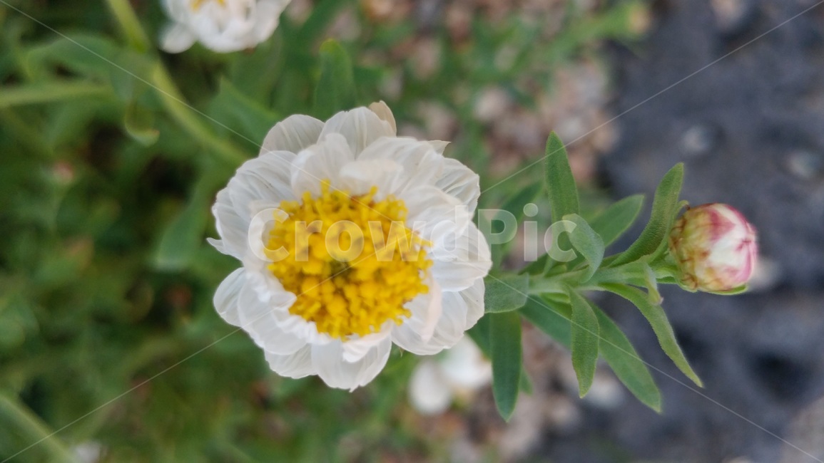 봄,식물,자연,숲,꽃,식물,자연,plants,nature,꽃,flower