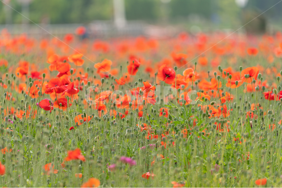 꽃,양귀비,풀,poppy,자연,flowers,natural,식물,자연,plants,nature,꽃,flower