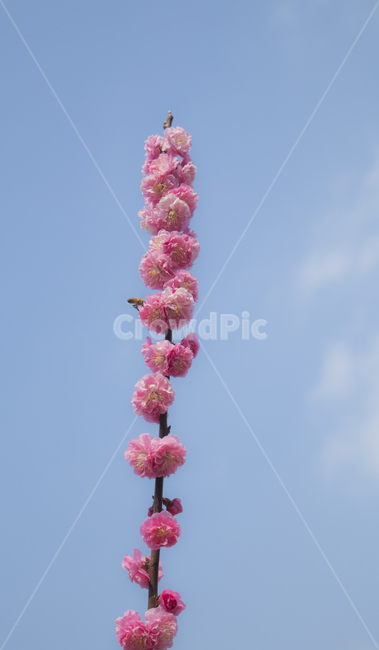 핑크빛,하늘,꽃잎,pink,flowers,sky,봄,봄꽃,spring,매화마을,plant,flower,꽃,blossom,식물,view,landscape
