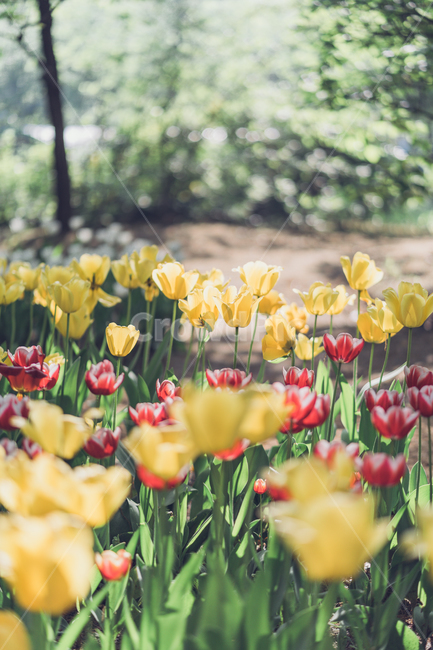 자연,꽃,tulip,튤립,튤립꽃,식물,자연,plants,nature,꽃,flower