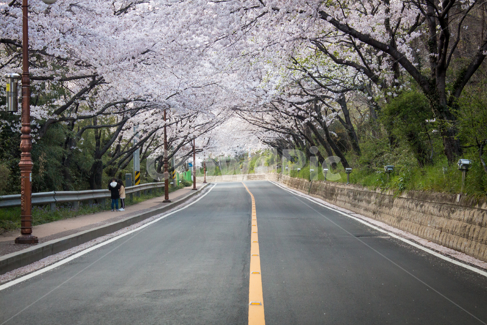 벚꽃,cherryblossom,봄꽃,꽃,flower,봄,spring,가로수길,길,load,도로
