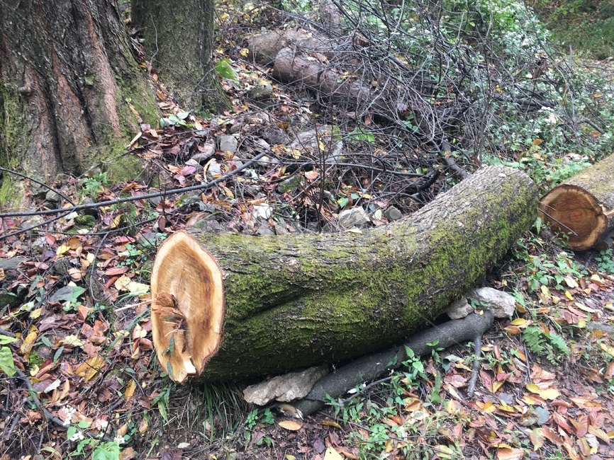 통나무,자연,산,가을,나무,자연,풍경,nature,landscape,tree,plant,식물,tree trunk,나무 줄기