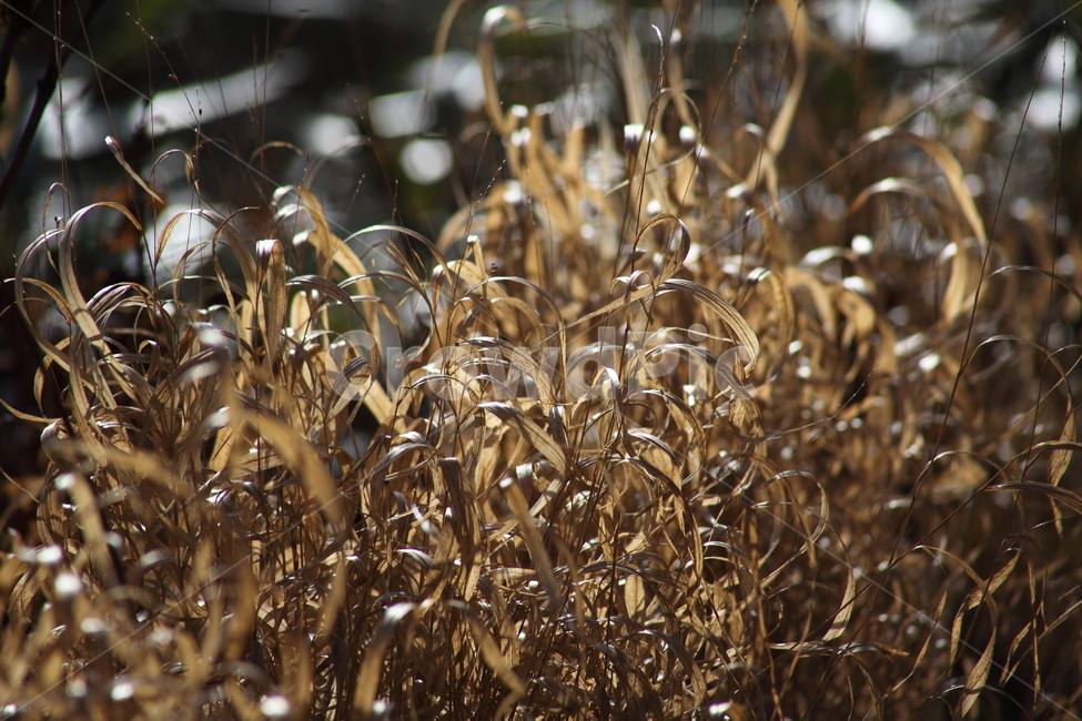 식물,가을,잡초,풀,grass,식물,자연,plants,nature