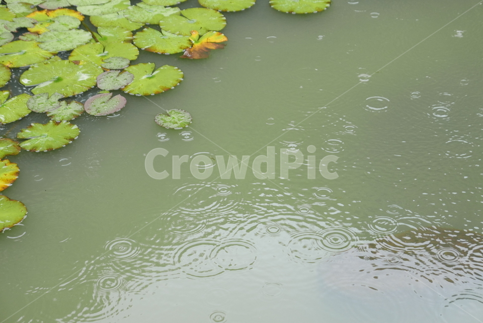 연잎,비,연못,식물,자연,비오는날,rain,rainy,plants,nature