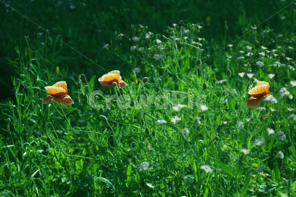 양귀비,꽃,식물,계절,spring,자연,감성사진,healin