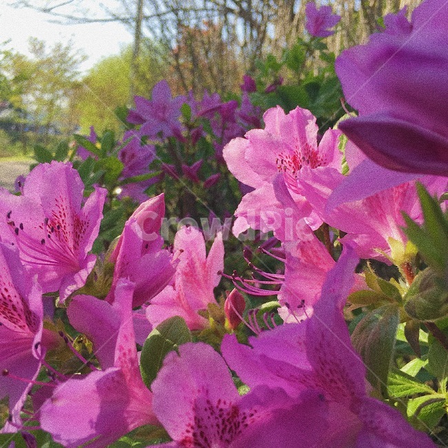꽃,봄,공원,자연,철쭉,봄,계절,spring,season,식물,자연,plants,nature,꽃,flower,geranium,제라늄,plant,blossom,iris,아이리스