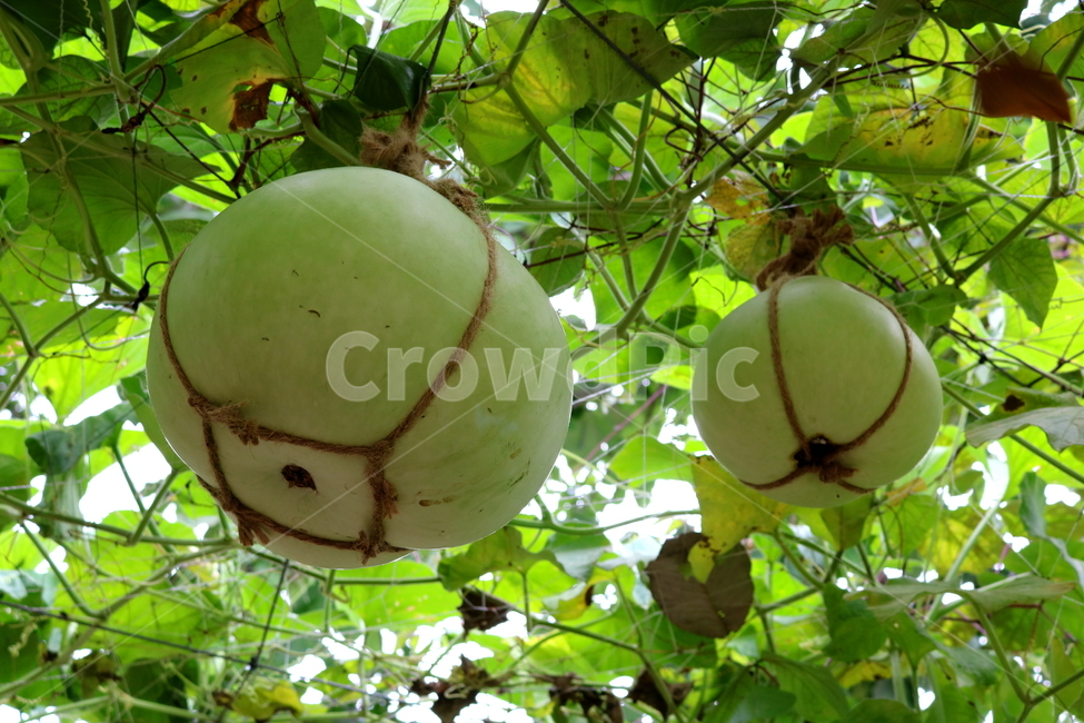 박,호박,식물,덩굴식물,열매,넝쿨식물,자연,식물,자연,plants,nature,과일,열매,fruit
