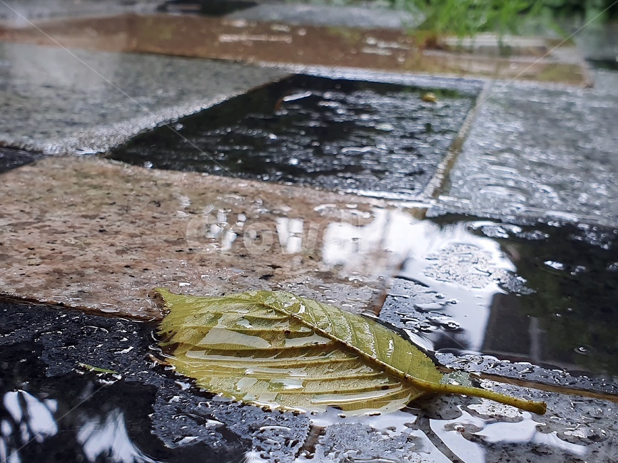 식물,leaf,잎,plant,rain,비오는날,촉촉,식물,자연,plants,nature