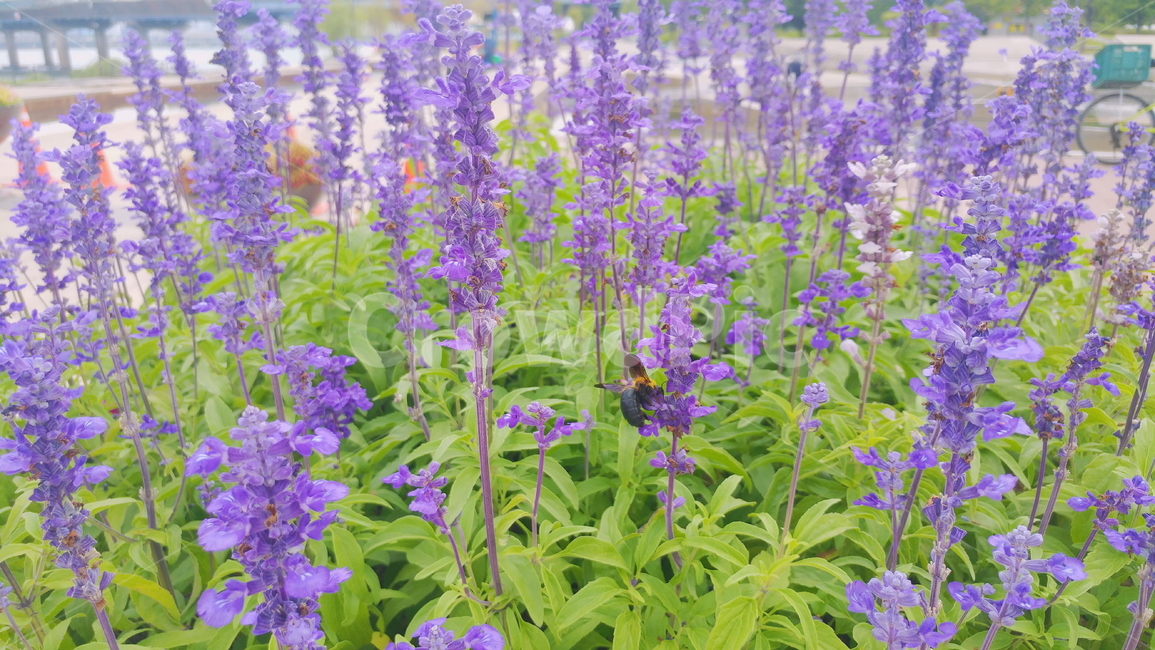 루핀,루피너스,보라색,꽃,식물,곤충,벌,flower,bee,purple,lupinus
