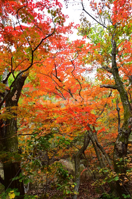 가을,단풍,자연,풍경,북한산,잎,단풍잎,붉은,나무,계절,계곡,숲,힐링,plant,fall,autumn,season,forestnature,landscape,한국자연풍경,한국자연경관,korea,tree,maple,leaf,가을,계절,fall,autumn,season,자연,풍경,nature,landscape,식물,plants,나무,trees,wood