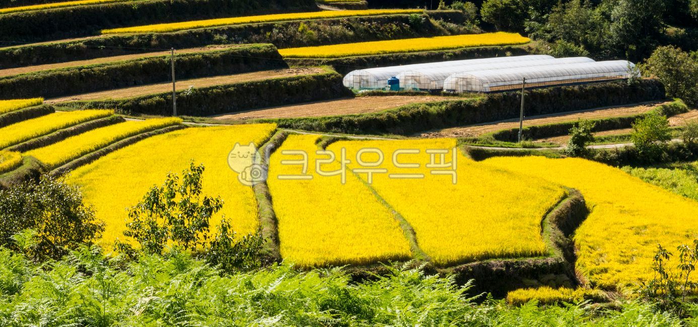 rice paddy,Hill,Terrain rice field,yellow,late autumn,Field,mountain,harvesting,farming,sight,season,Agriculture,mountainside,Supplementary budget,rice terraces,golden field,nature,cascade,attic rice field,rice field,slope,outdoors,field,mountain village,