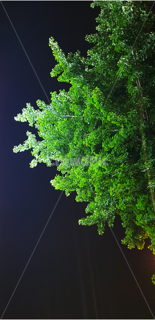 나무,밤하늘,밤,자연,식물,tree,wood