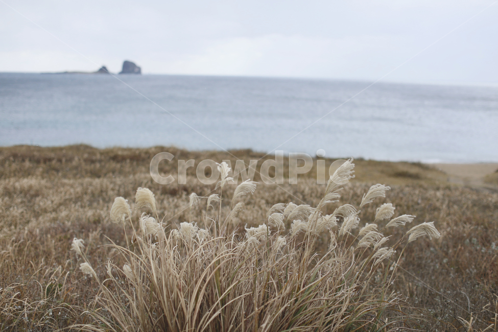 겨울,제주,제주바다,자연,산책,찬공기,갈대,파란바다,가을,계절,fall,autumn,season,grass,잔디,plant,식물,lawn,reed