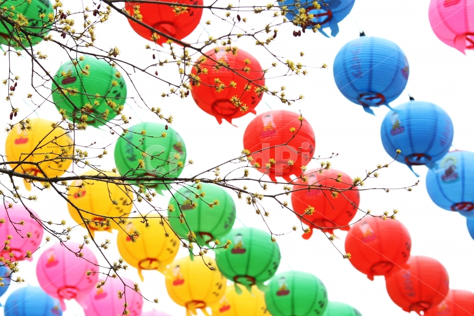 연등,불교이미지,감성사진,산수유꽃,식물,꽃,자연,한국전통,한국문화,korean traditional,korean culture,식물,자연,plants,nature,꽃,flower,종교,신앙,religion,belief,faith,축제,행사,festival,carnival,event