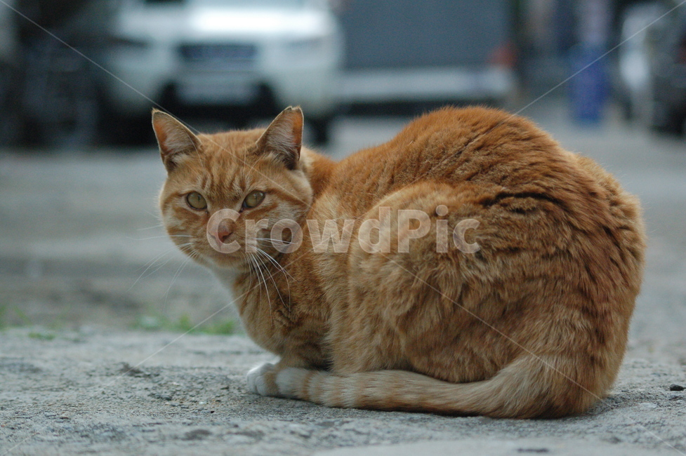 동물,고양이,cat,길고양이,냥이,동물,animal,포유류,mammal,고양이,cat,kitten,kitty