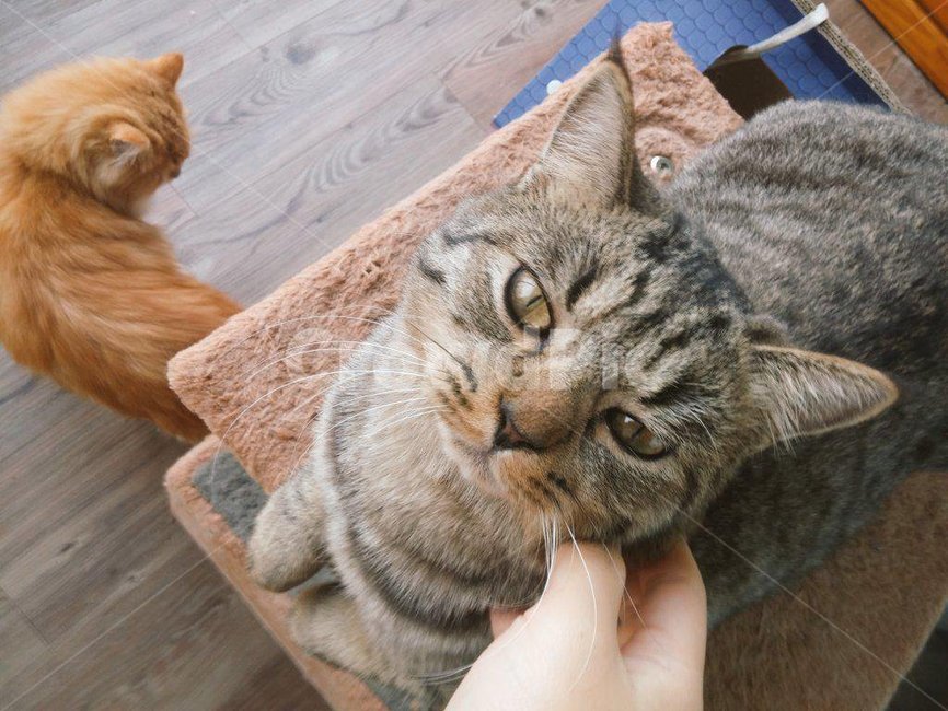 고양이,줄무늬고양이,검은고양이,태비고양이,노란고양이,치즈고양이,반려동물,귀여운,동물,애완동물,cat,kitty,아기고양이,kitten,자연,집고양이