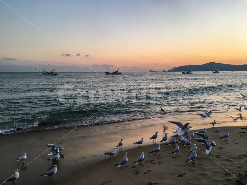 해운대,바다,노을,갈매기,여행,동물,animal,자연,풍경,nature,landscape,해변,바다,beach,sea,조류,새,birds,bird