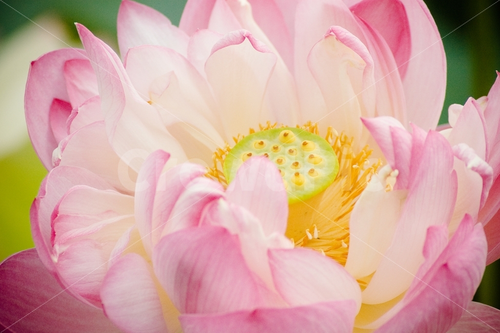 감성,연꽃,꽃,분홍,꽃잎,연,식물,자연,plants,nature,꽃,flower